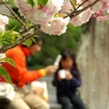 八重桜の下で　（本覚寺）