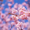 初美人が見頃に：椿寒桜