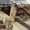 ２０１７／１１　東武動物公園