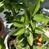 【ガーデニング】【家庭菜園】金柑にはまだ花がついてきています