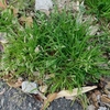 Poa annua　スズメノカタビラ