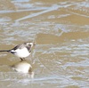 公園の野鳥達（１２月１７日）