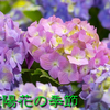 『紫陽花の季節』