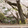 桜咲く季節