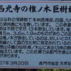 長門市の天然記念物「西光寺の椎の木巨樹群」です。