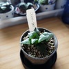 それがアカンかったのだと思う。