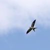 ツバメトビ(Swallow-tailed Kite)