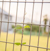 いきもののように♪