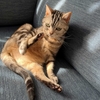 猫、入念に毛づくろいをする