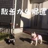 坊主7.8kg