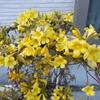 スイス高原の黄色いブログ花（４）