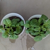 【再生栽培】芽が出たじゃがいもを鉢で育てる#1～植え付け後3週間の様子