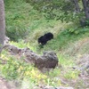 2016年夏アメリカ西部国立公園子連れ旅行記⑦〜イエローストーン・グランドティートンの野生動物編