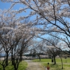 春の桜公園