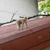 野生動物は難しい。