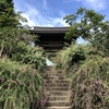 【鎌倉いいね】朝撮れ海蔵寺。清楚な萩の花が美しい。