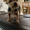 愛犬12歳の誕生日