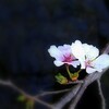 ☆☆そして　ふたたびの☆☆