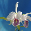 Cattleya maxima f.s/a`Yoneda' (La Pedrena x self )