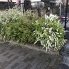 雪柳