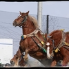 ばんえい競馬を見に行こう①