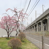 サクラサク🌸