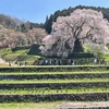 桜探索に出かけました