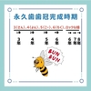 永久歯歯冠完成時期のゴロ（覚え方）