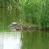 山田池公園のカルガモ親子