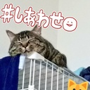 愛猫とらお日記