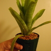ビルべギア・アモエナの子株を水苔に植え替えてみた