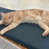 まるで動物園！Moff animal world BIG HOPガーデンモール印西店へ行ったお話