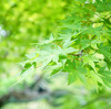 ここちよい緑がいっぱいの名古屋市「東山植物園」へおでかけ