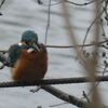 降り出した雪と野鳥たち