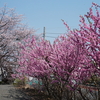 横浜 西方寺