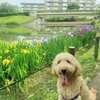 白鷺公園菖蒲園