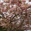 桜モコモコ