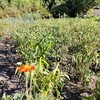 チリ南部から（２）　ぶーんと飛ぶのは。そしてとんだ勘違い