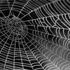細くて丈夫な蜘蛛の糸 〜驚異の自然素材を科学する〜