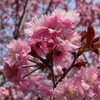 八重桜が咲いています