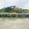 中山寺でお花見　藤編