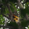 コフウチョウ Lesser Bird of Paradise 3