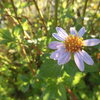 朝寒の花も実もある狭庭かな