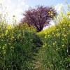 菜の花の道から見上げる