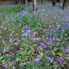 ショカッサイの花園！（撮影日：3月24日）