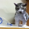 佐倉の猫の ペパクラ新作試作2