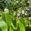 彦根が桜之宮公園