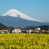 春を告げる花　２題