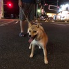 夜お散歩