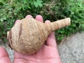 気をつけて！トックリバチではありません。